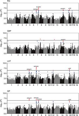 Genetic architecture for skeletal muscle glycolytic potential in Chinese Erhualian pigs revealed by a genome-wide association study using 1.4M SNP array